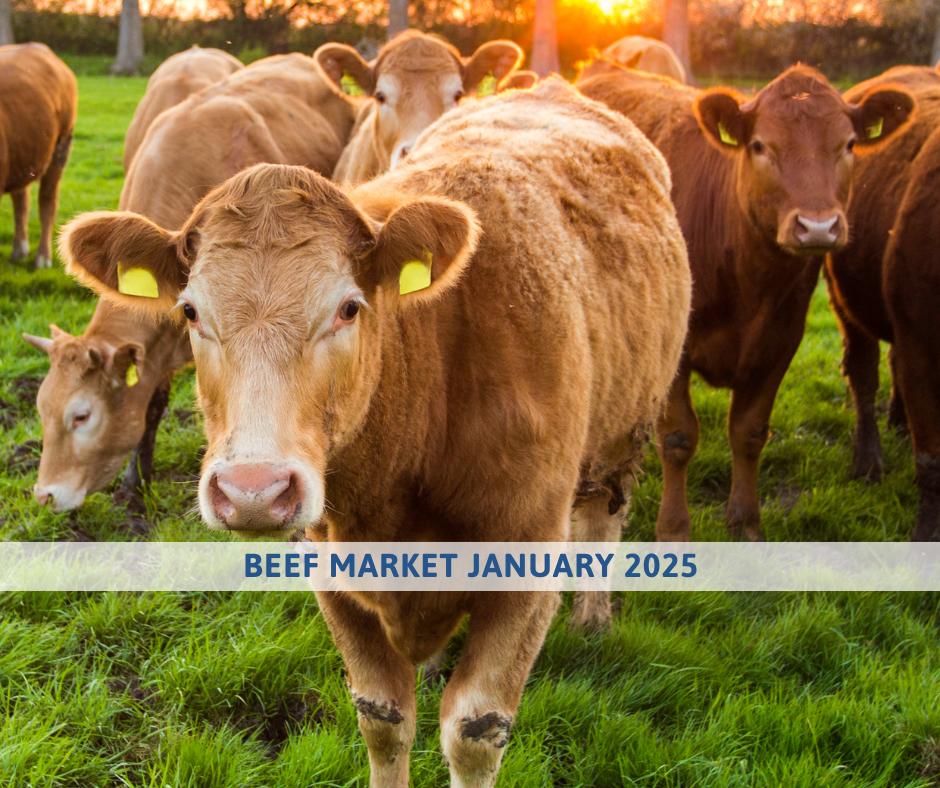 Beef market outlook January 2026