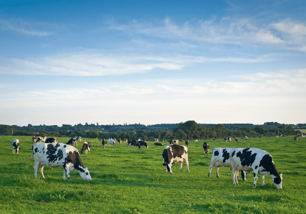 How to control vector-borne diseases?
