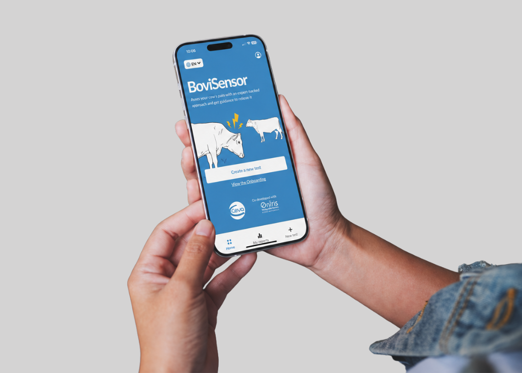 BoviSensor Cattle Pain Detection App ceva ruminants